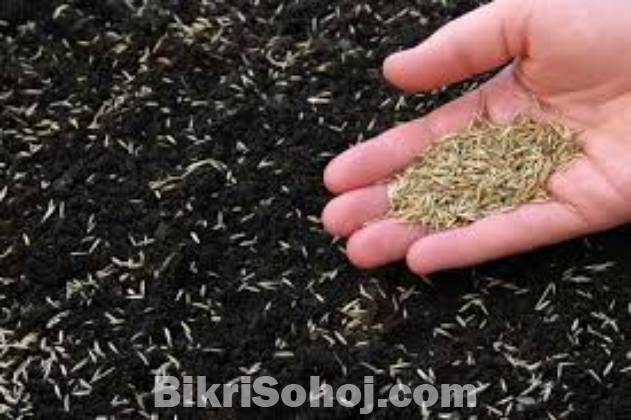 Carpet grass seeds/ Lawn grass seeds